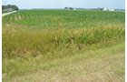 Property photo 28 - 51.5 Acres Offered in 5 tracts, 2 Farm Sites